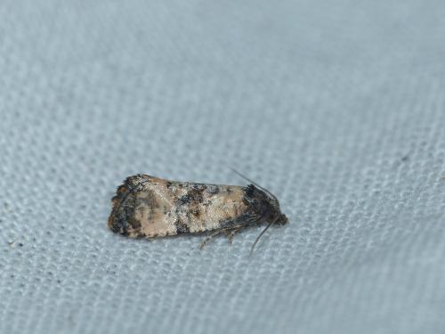 Cochylis atricapitana